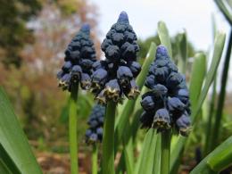 bluegrapehyacinth